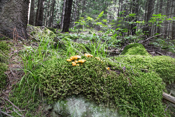Chanterelle Mushrooms in the Forest