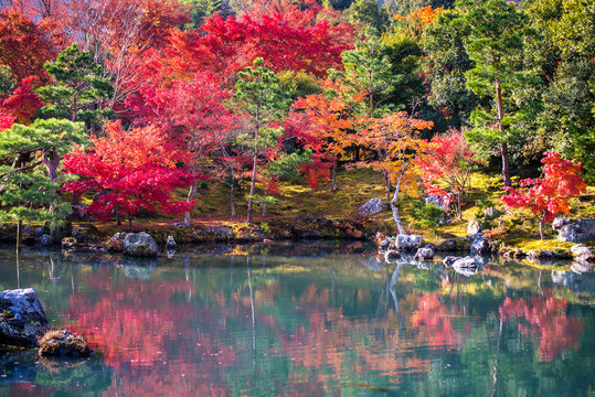 Japanese garden in falling autumn season