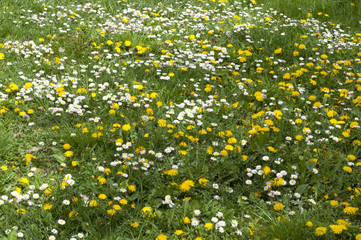 Meadow texture