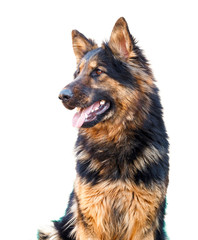 German Shepherd dog, isolated over white