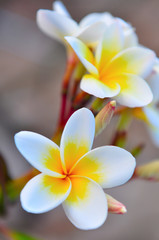 Abstract background of flowers. Close-up.