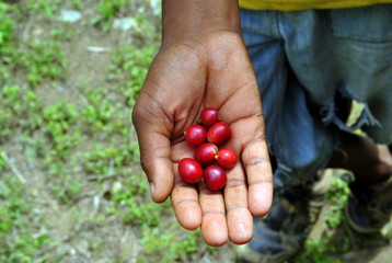Blue Mountain Coffee Cherries