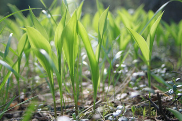grass dew rain macro fresh green eco