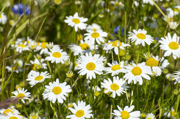Fototapeta premium camomile