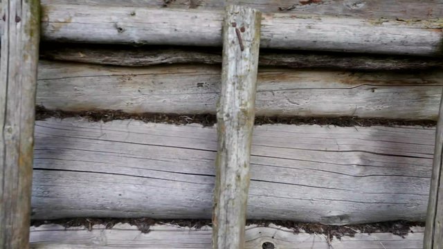 Backyard in russian village with ladder on the wall and fireplace log pieces near  the house in summer