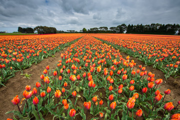 Fototapeta na wymiar tulip farm in Edendale, New Zealand
