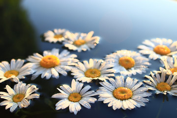 Chamomile background nature