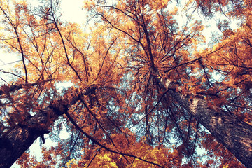yellow autumn leaves background fall