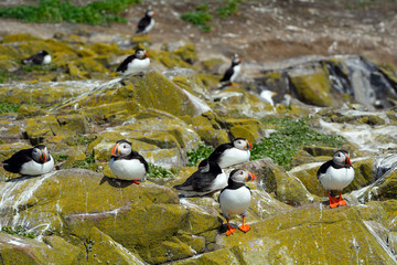 Atlantic puffins, Farne Islands Nature Reserve, England