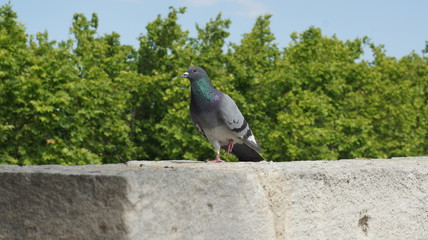 Pigeon