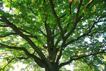 Summer in the city park landscape