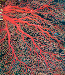 A red gorgonian grows on a coral reef. Palau, Micronesia..