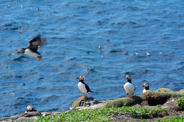 Atlantic puffins, Farne Islands Nature Reserve, England
