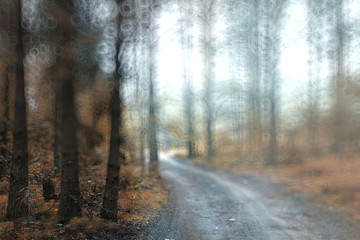 Fototapeta premium blurred background autumn forest with yellow leaves