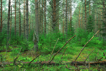 Summer dense forest landscape