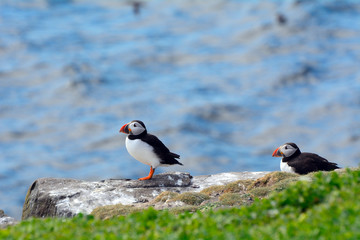 Atlantic puffins, Farne Islands Nature Reserve, England