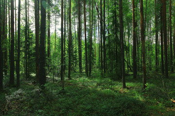 Summer dense forest landscape