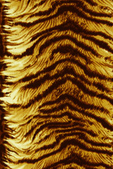 Background Bengal Tiger