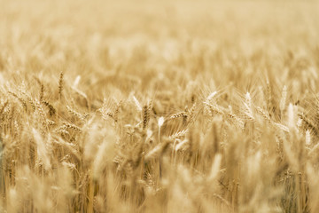 Wheat - Close up of a wheat field.