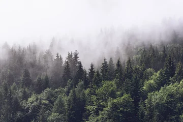 Fototapeten Bewaldeter Berghang in tief liegender Wolke © XtravaganT