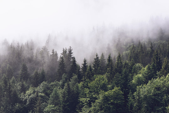 Forested mountain slope in low lying cloud - Powered by Adobe