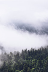 Low lying cloud over evergreen forests