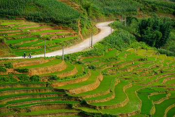 Fototapeta na wymiar Rice fields on terraced in rainny season at SAPA, Lao Cai, Vietnam.