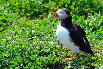 Atlantic puffin, Farne Islands Nature Reserve, England