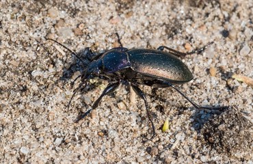 Hainlaufkäfer (Carabus nemoralis), Lüneburger Heide, Niedersachsen, Deutschland, Europa