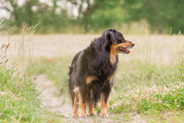 A dog stands on a meadow and looks aside