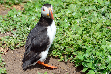 Atlantic puffin, Farne Islands Nature Reserve, England