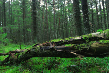 Summer dense forest landscape