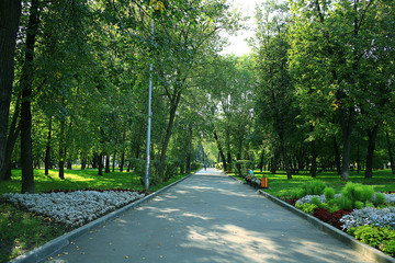 Summer in the park trees alley