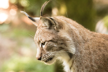 Luchs