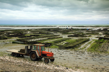 Obraz premium Austernzucht in Frankreich