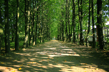 Summer in the park trees alley