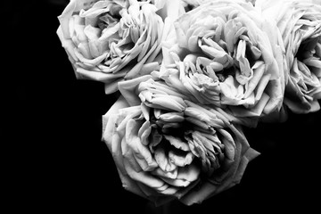 Traurige Rosen schwarzweis