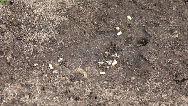 Ants carry the larvae to safety 
