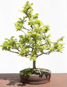 European or Common Beech (Fagus sylvatica) bonsai