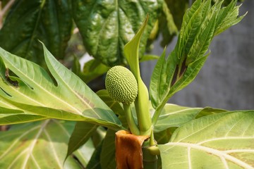 close up young breadfruit