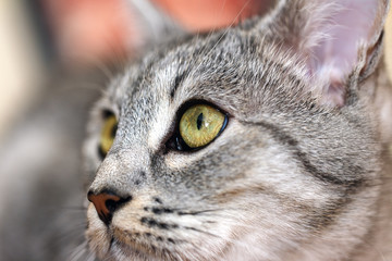 portrait of a gray cat