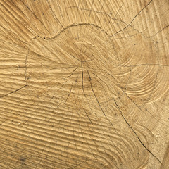 Fototapeta premium chopped tree trunk background