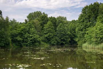 Lake in the forest in the summer.