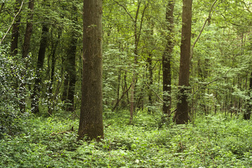 Fototapeta na wymiar wild vegetation in a forest
