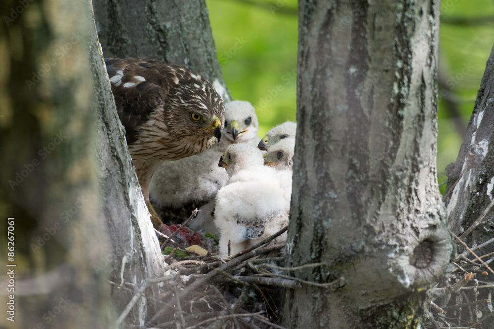 Sticker cooper-s hawk feeding chicks