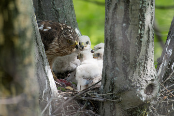 Cooper-s hawk feeding chicks © Tony Campbell
