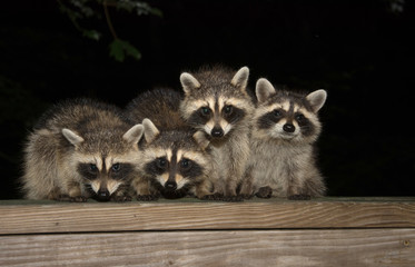 Fototapeta premium Four cute baby raccoons on a deck railing
