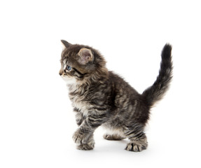 Obraz premium Cute tabby kitten on white background