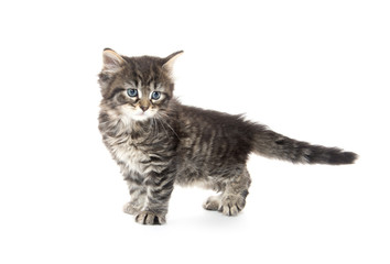 Cute tabby kitten on white background