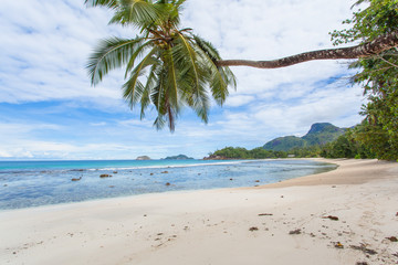 cocotier penché sur plage de Mahé aux Seychelles